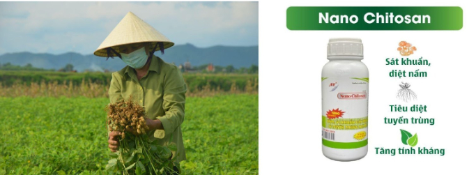 Hình 6. Nhổ bỏ cây bị bệnh và chế phẩm sinh học Nano Chitosan điều trị bệnh