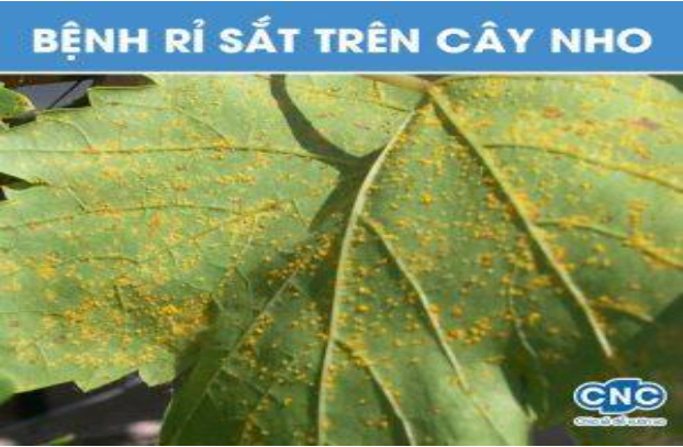 Hình 1: Bệnh gỉ sắt cây nho