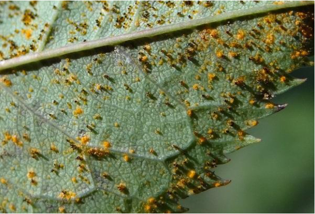 Hình 3: Điều kiện thời tiết làm nấm bệnh phát triển