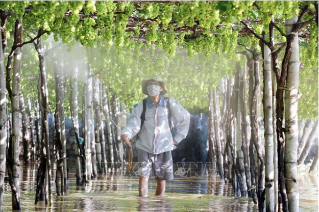 Hình 5: Sử dụng thuốc bảo vệ thực vật