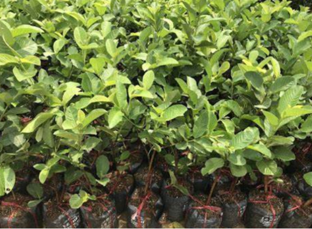 Hình 3. Chọn giống