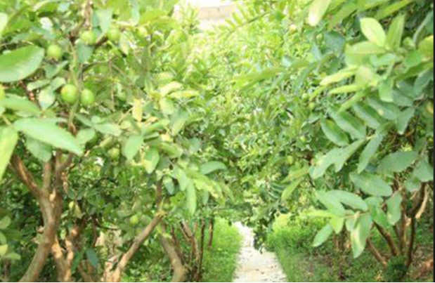 Hình 4. Canh tác hợp lý