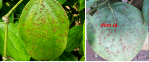 Hình 1: Bệnh đốm lá tảo đỏ xuất hiện trên tiêu Sẻ (hình trái), tiêu Srilanka (hình phải)