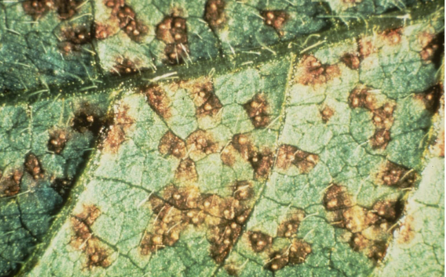 Hình 2. Vết bệnh gỉ sắt trên lá đậu tương