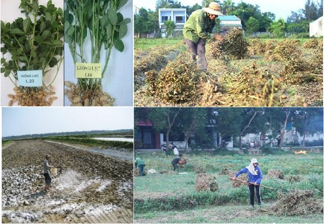 Hình 5. Thao tác chọn giống mới, bón vôi xử lý, dọn sạch cây sau thu hoạch