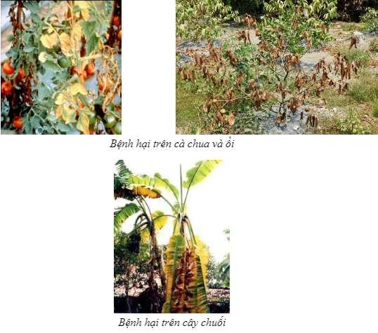 Hình 1. Một số đối tượng cây trồng khác bị bệnh gây hại