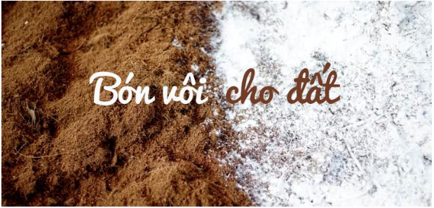 Hình 5. Bón vôi cho đất