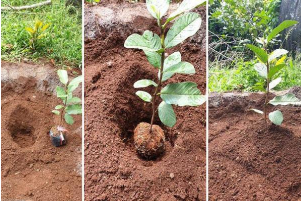 Hình 6. Canh tác hợp lý