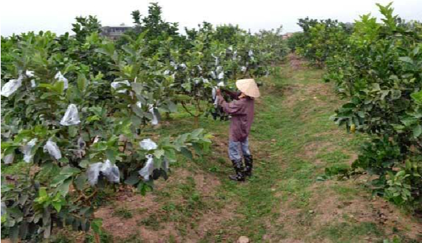 Hình 7. Kiểm dịch thực vật