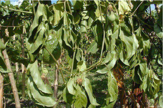 Hình 1. Bệnh Héo rũ trên cây chanh dây