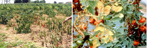 Hình 2&3. Bệnh héo rũ ở cây ớt & Bệnh héo rũ ở cây cà chua