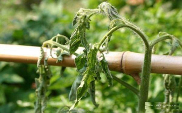 Hình 2. Cà chua bị bệnh héo rũ