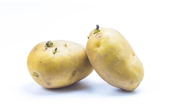 Hình 4: Chọn củ giống đạt tiêu chuẩn