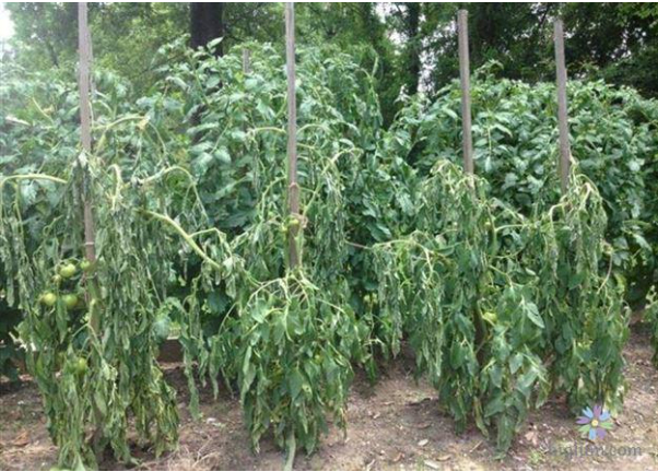 Hình 1. Bệnh héo xanh vi khuẩn trên cây cà chua