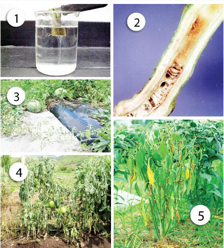 Hình 2. Dấu hiệu bệnh héo xanh