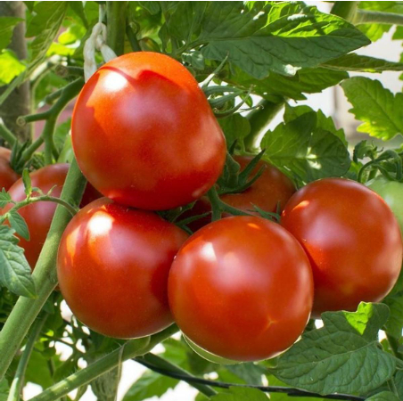 Hình 4. Giống cà chua lai F1 VNS 390, giống kháng bệnh héo xanh vi khuẩn