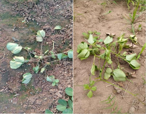 Hình 1: Bệnh héo xanh do vi khuẩn trên cây lạc