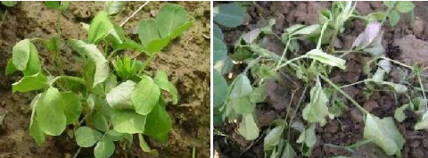 Hình 3: Dấu hiệu bệnh héo xanh vi khuẩn hại lạc