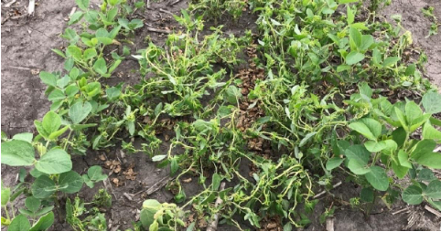 Hình 5: Bệnh phát triển thành dịch và gây chết cây trên diện rộng