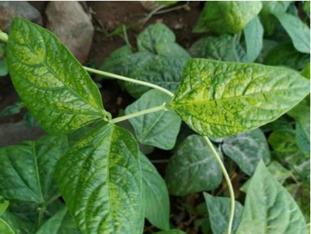 Hình 1. Bệnh khảm lá ở cây họ đậu