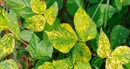 Hình 2 . Triệu chứng của bệnh khảm lá