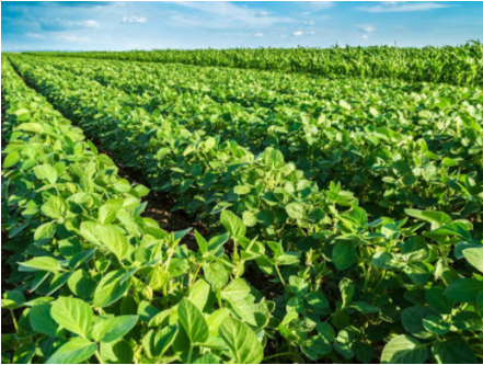 Hình 3. Tạo độ thông thoáng cho cây