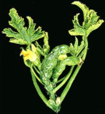        Hình 3. Triệu chứng bệnh khảm ở dưa chuột