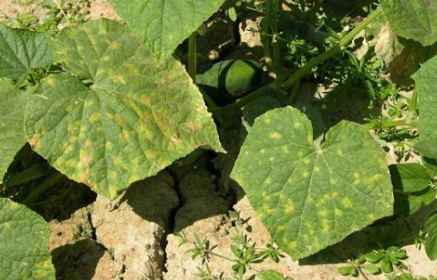        Hình 4. Ruộng dưa khô hạn, điều kiện cho bệnh khảm hoành hành