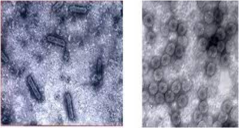 Hình 1: Virus CMV - Cucumber Mosaic Virus