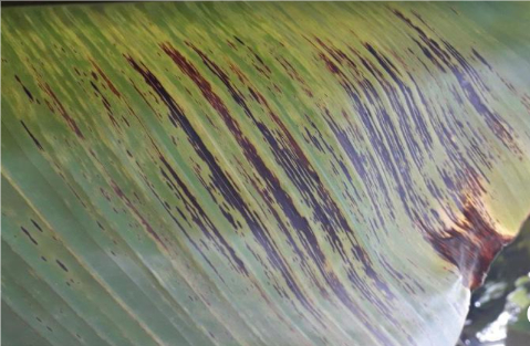 Hình 2: Các vết bệnh sọc màu đen đỏ trên lá chuối