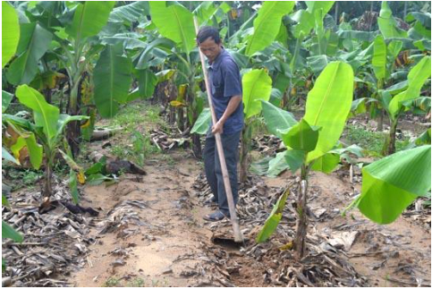 Hình 3: Dọn vườn chuối thông thoáng