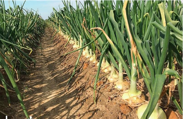 Hình 1. Bệnh khô đầu lá tỏi 