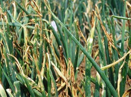 Hình 4. Cây tỏi bị khô đầu lá nặng 