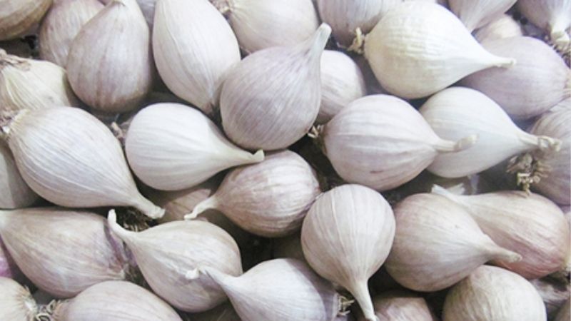 Hình 5. Tỏi cô đơn 