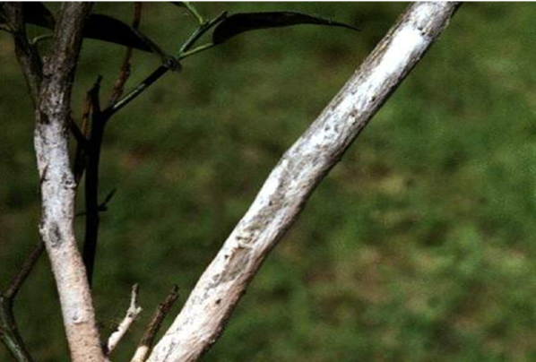 Hình 1: Cành chè bị bệnh 