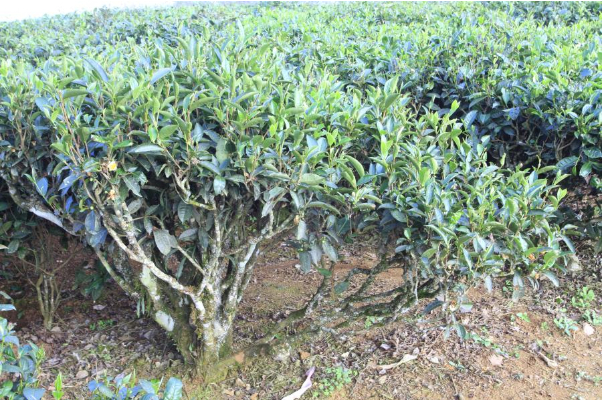 Hình 2: Triệu chứng bệnh khô cành, loét cành cây chè 