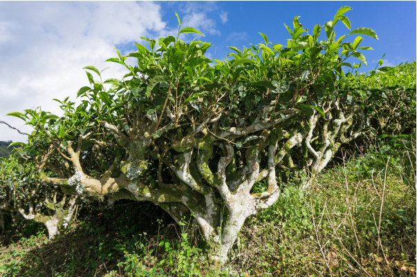 Hình 3: Toàn bộ cây chè bị bệnh ở mức độ nặng 