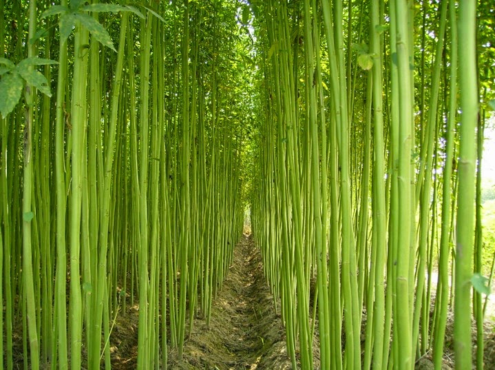 Hình 1: Ruộng đay 