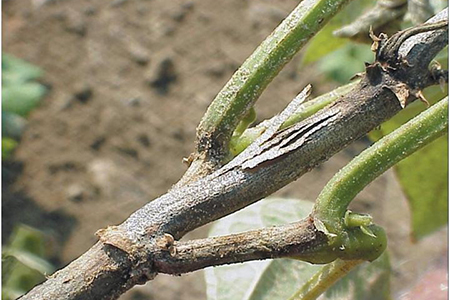 Hình 2. Cây đay bị khô thân