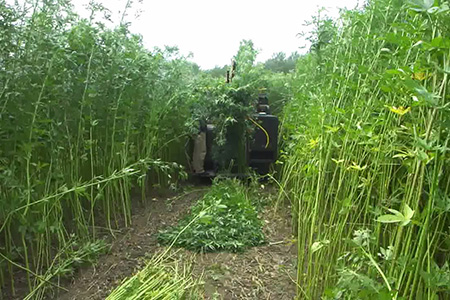 Hình 4: Thu hoạch đay