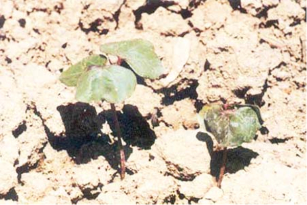 Hình 2: Cây con bị bệnh