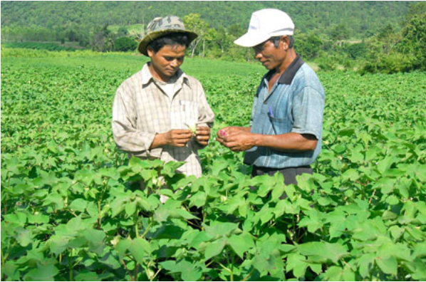 Hình 3: Thăm ruộng kiểm dịch 