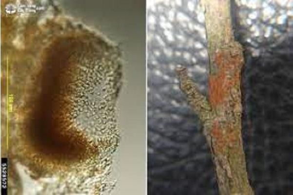 Hình 2. Cành mắc bệnh mốc cam