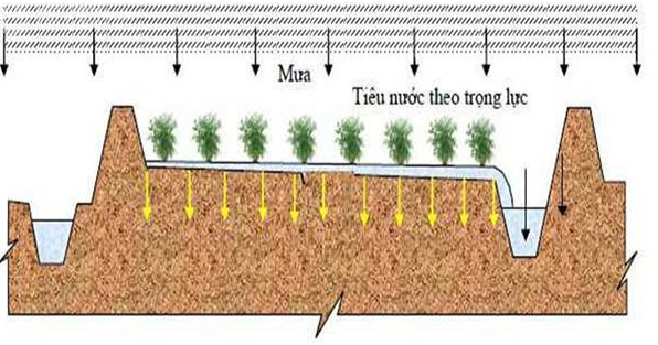 Hình 3. Hệ thống tiêu mặt