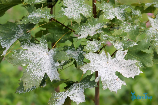 Hình 1. Bệnh mốc trắng