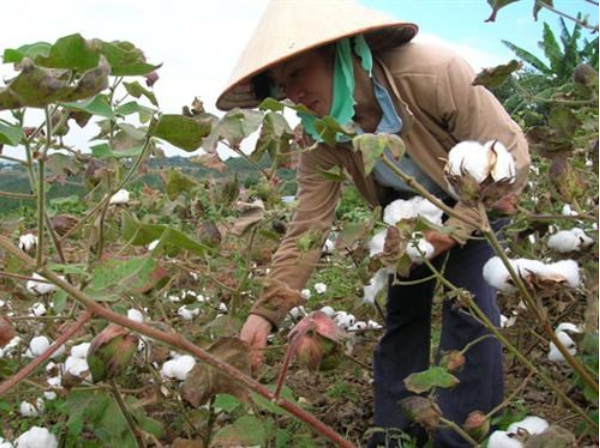 Hình 4. Thăm ruộng kiểm dịch