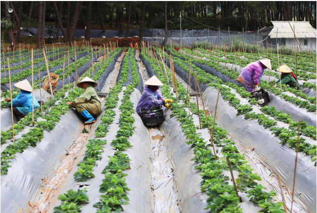 Hình 3. Chăm sóc, canh tác hợp lý