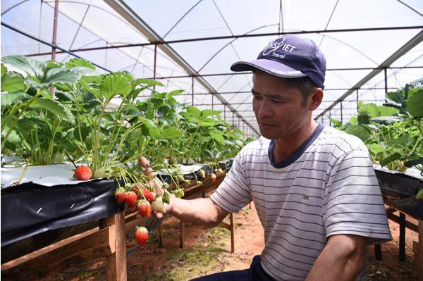 Hình 4. Kiểm dịch phát hiện bệnh