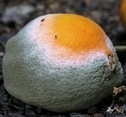 Hình 1. Bệnh mốc xanh, mốc lục gây hại trên quả cam