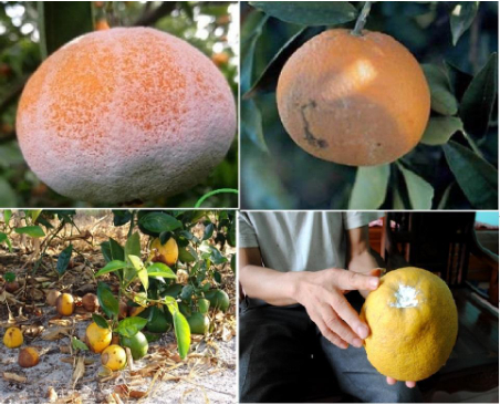 Hình 2. Bệnh mốc xanh xuất hiện trên các cây cam, quýt, chanh, bưởi